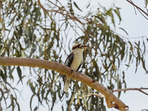 local bird at whicher ridge, margaret river, wa