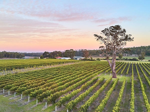 Wine sensory Garden at Whicher Ridge, Margaret River, WA