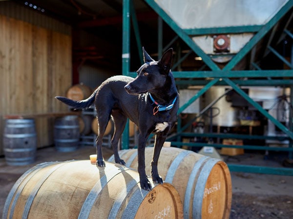 Polly at Whicher Ridge, Margaret River, WA