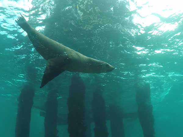 Underwater life, Geelong & The Bellarine Peninsula, VIC, Australia