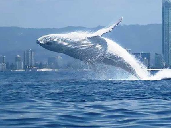 Whale in Migaloo, Boattime Luxury Whale Watching, Gold Coast, QLD Australia