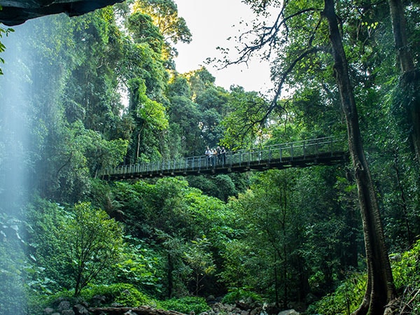 A wooden bridge hanging in a lush, green forest in Australia
