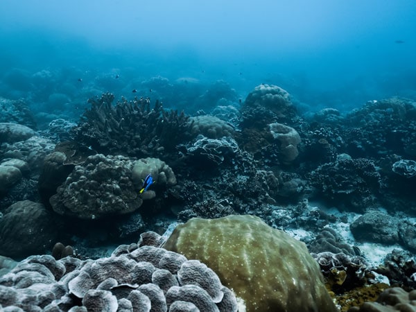 underwater on Christmas Island