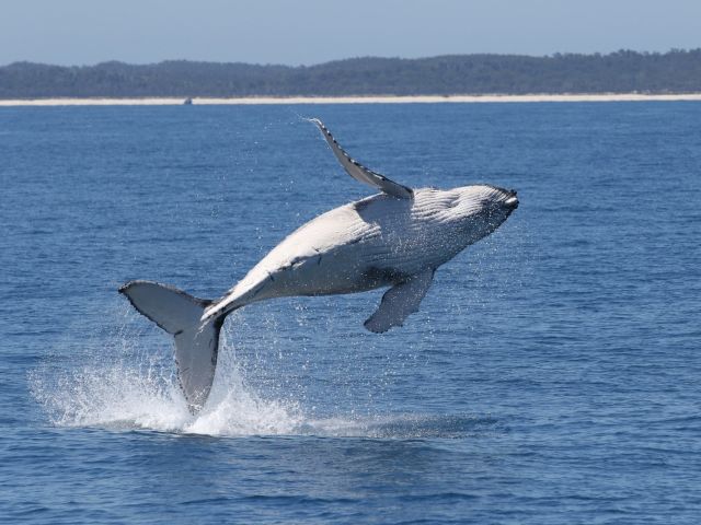 whale jumping on Blue Dolphin Marine Tours, k'gari tours
