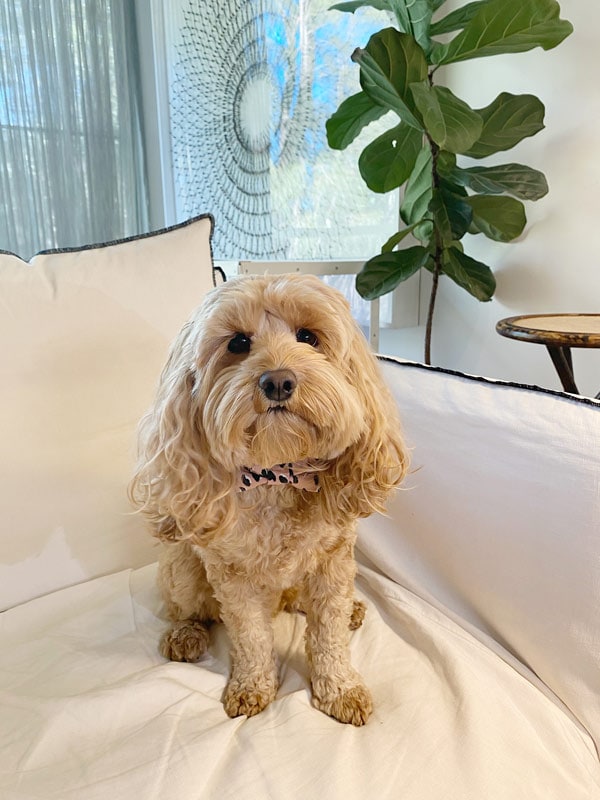Classic pet-friendly room at Bannisters by the Sea. (Image: Bannisters Mollymook)