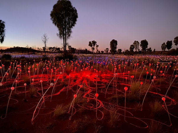 Close up of Field of Lights at Uluru