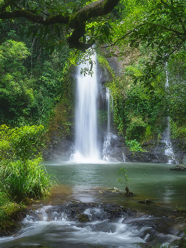 the Cassowary Falls, Daintree