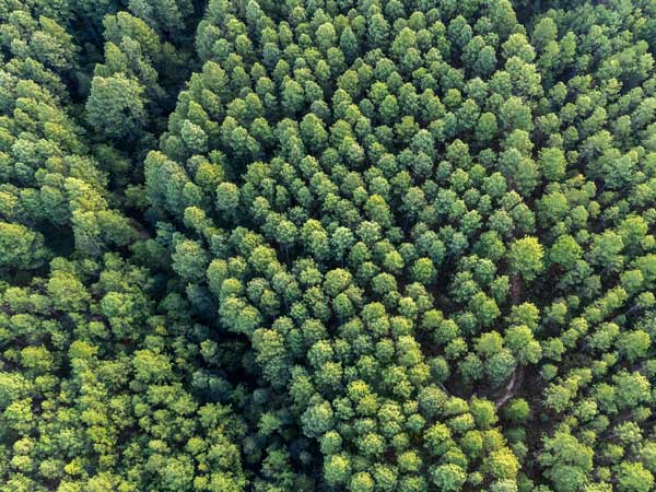 Drone view of pine plantation forests in the Sunshine Coast Hinterland