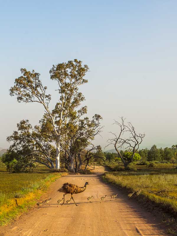 Emus in Flinders Ranges National Park