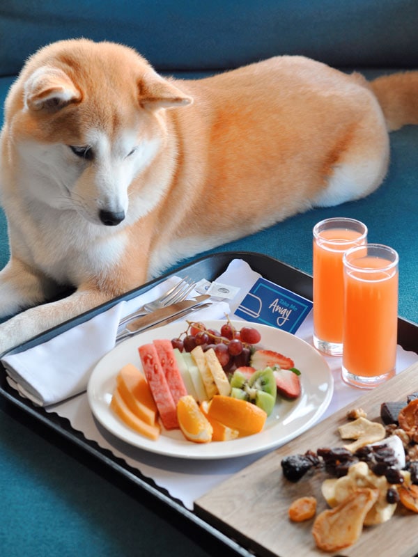 Dog receiving hotel breakfast at Hilton Adelaide.(Image: @sesamesuperhiro)