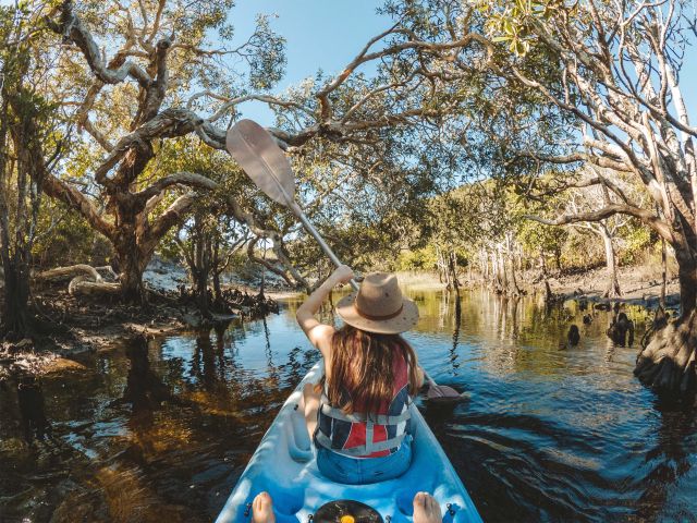 kingfisher bay resort ranger led tour through the mangroves on k'gari island