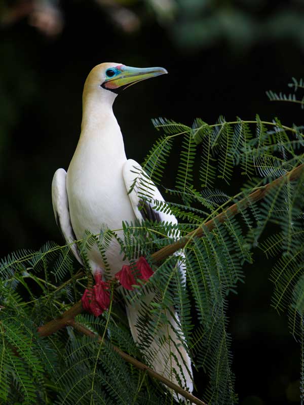 The regal red-footed booby