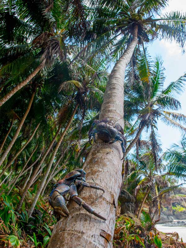 Robber crabs on Christmas Island