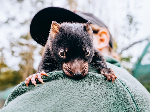 Tasmanian Devil joey