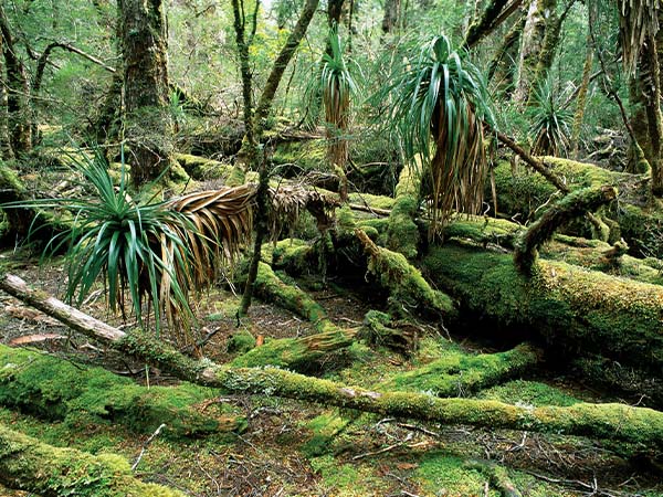 Rainforest Cradle Mountain