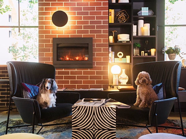Two dogs sit on armchairs by a fireplace at Zagame's House. (Image: Wasamedia)
