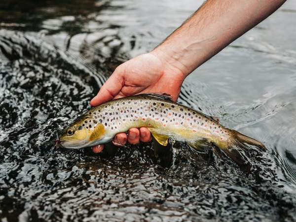 Catch trout while fly fishing in Cradle Mountain