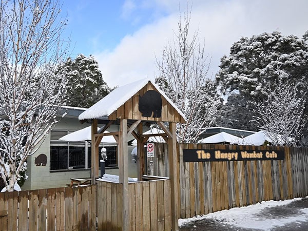 hungry wombat cafe