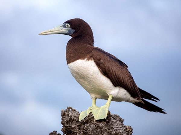 The brown booby 