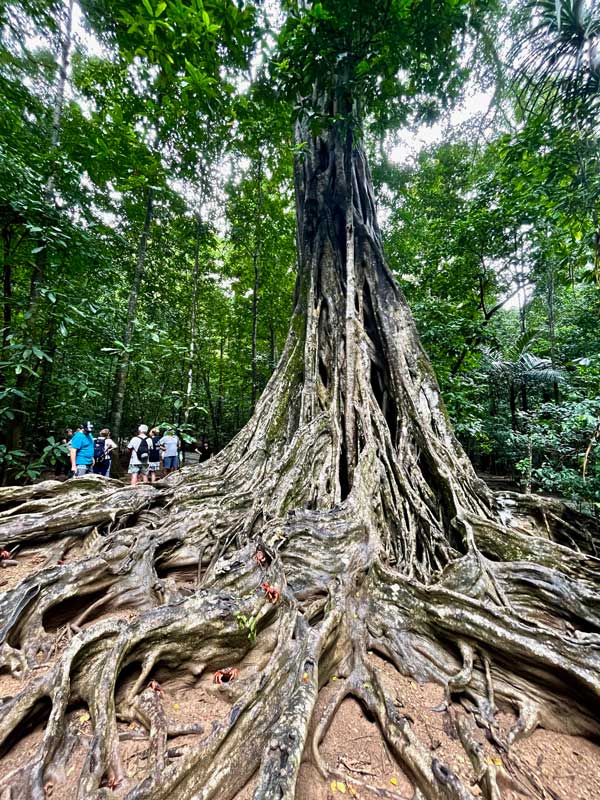 A giant strangler fig on Christmas Island