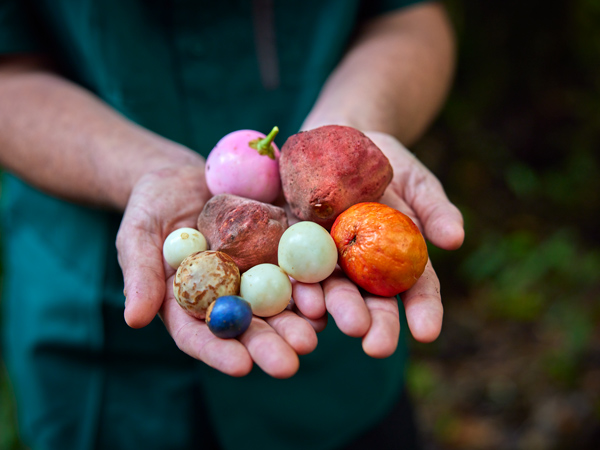 exotic fruits at Cape Trib Farm