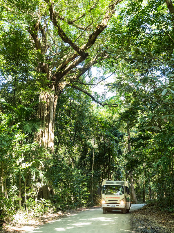 a giant strangler fig tree, Cape Tribulation