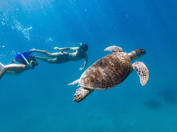 swimming with a sea turtle, Ocean Safari