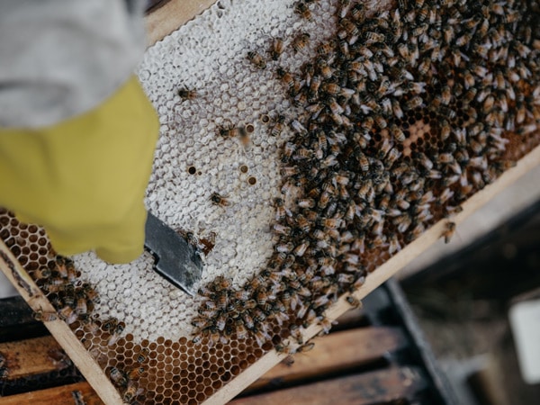 a close-up photo of bee harvesting during the Eurobodalla Food Trail