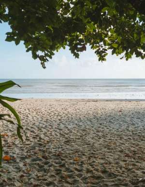 Looking through trees to Cape Tribulation Beach. (Image: Tourism and Events Queensland)