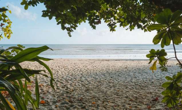 Looking through trees to Cape Tribulation Beach. (Image: Tourism and Events Queensland)