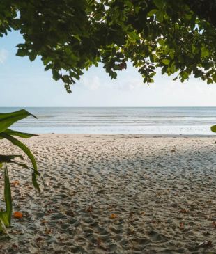 <p><i>6 top spots for camping in</i> <strong>Cape Tribulation</strong></p>
