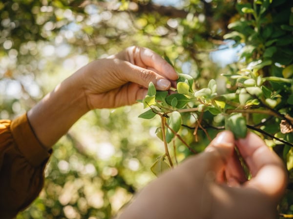 foraging food from trees at Sirocco South Forage and Feast
