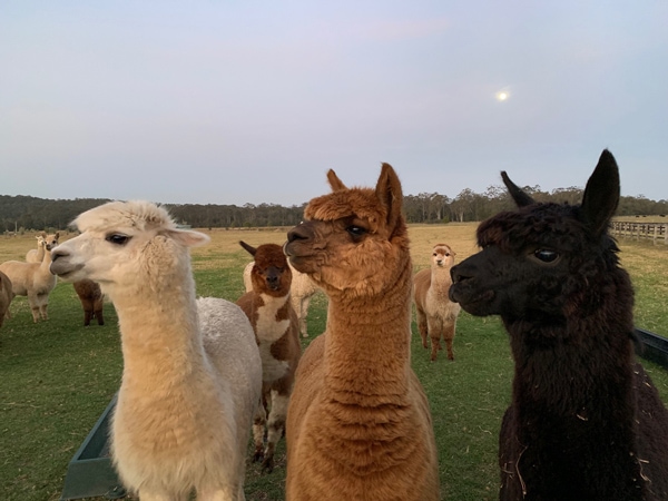 Three alpacas at the Alpaca Lounge in Central Coast, Australia
