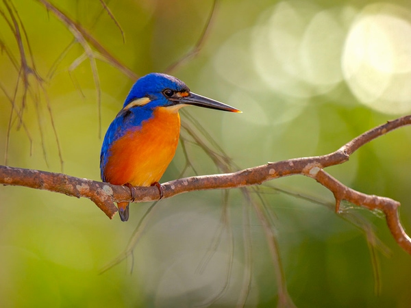 Azure Kingfisher spotted in Glen Innes, NSW, Australia