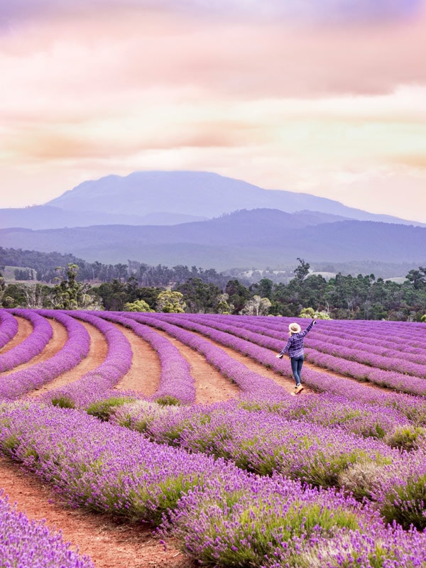 Lavender Estate fields in Launceston, Tasmania, Australia