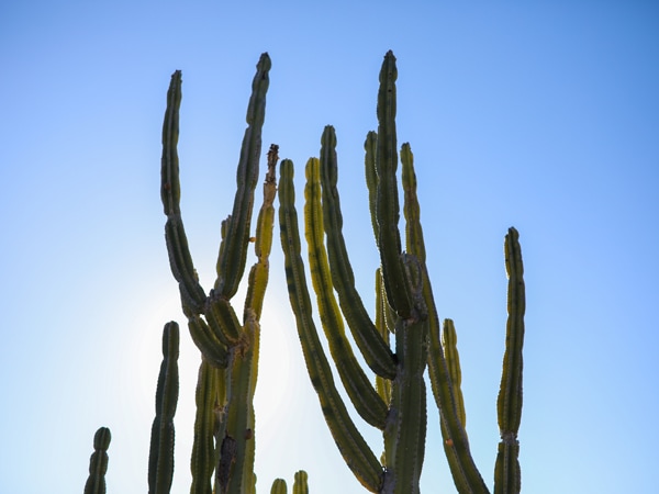 The flora at Mt Penang in Central Coast, Australia