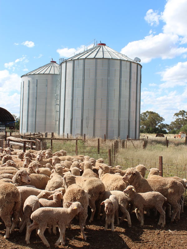 A herd of merino sheep in Callubri Station, NSW, Australia