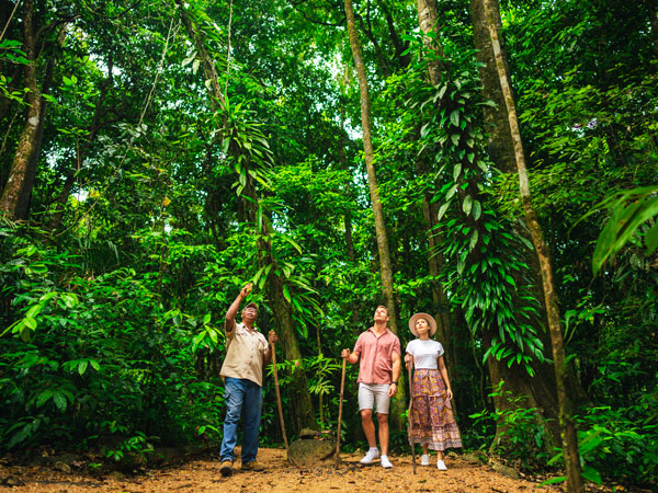 a guided dreamtime walk at Mossman Gorge Centre