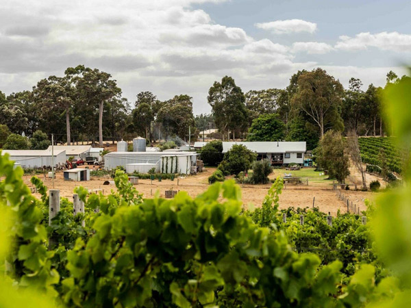 the view of the vines from Glenarty Road