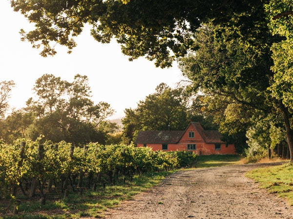 Holm Oak Vineyard Tamar Valley