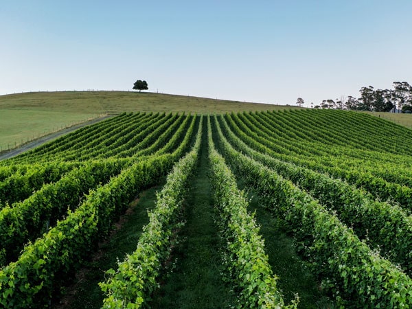 Vineyards of Ridge North Lilydale Launceston