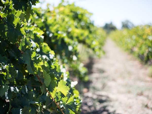 lush greenery along Margaret River