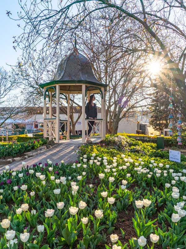 blooming tulips in Bowral