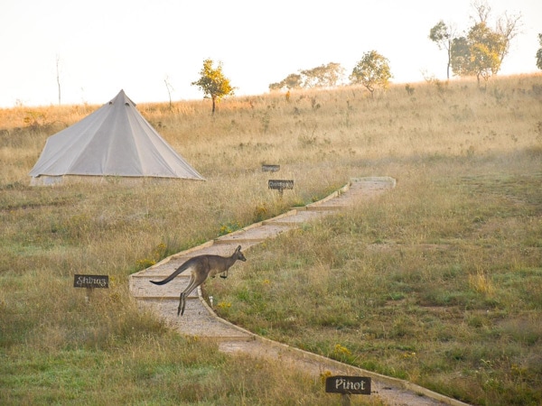 kangaroos hopping around Glenayr Farm