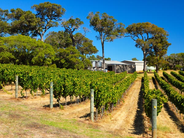 verdant vineyard in Margaret River