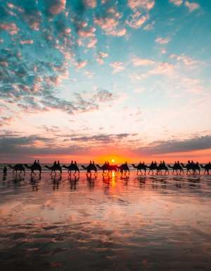 Camels at Cable Beach in Broome