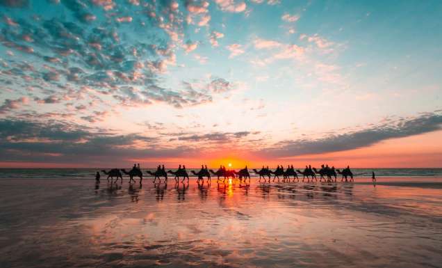 Camels at Cable Beach in Broome