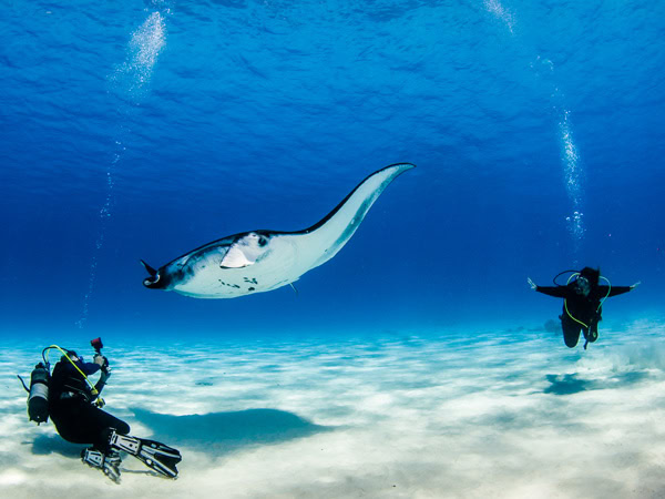 Swimming with manta ray with Cocos Dive on Cocos Keeling Islands