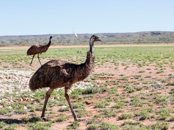 Emus near airport in Exmouth. 