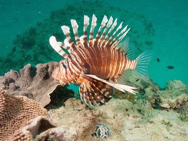 Lionfish at Exmouth Dive and Whalesharks Ningaloo
